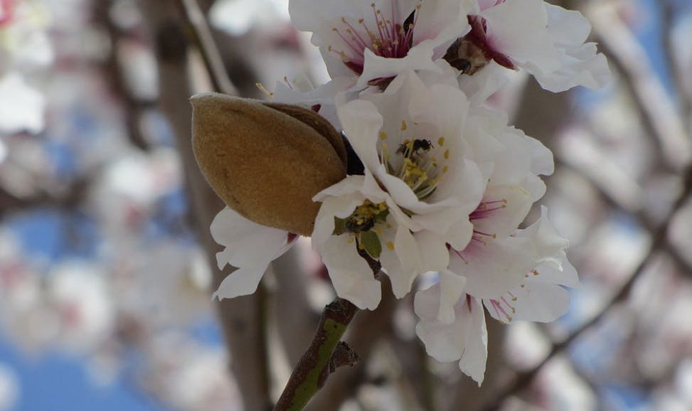 Le premier amandier fleurit sur les hauteurs du Golan, signe de l'arrivée du printemps